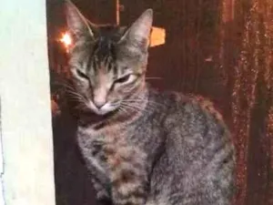 Gato raça sem raça definida idade 1 ano nome Chuva