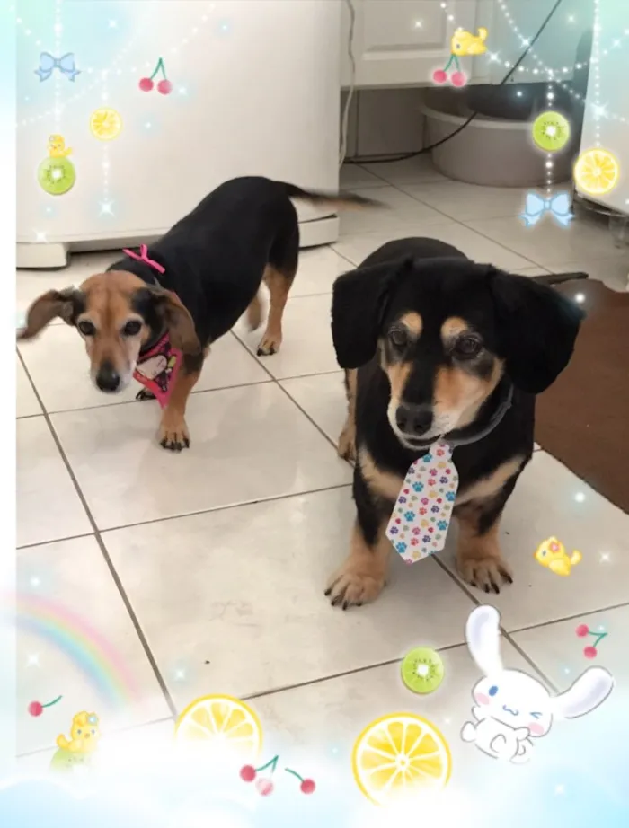 Cachorro ra a Teckel idade 6 ou mais anos nome Pan