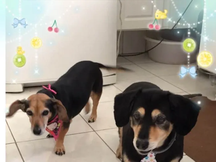 Cachorro ra a Teckel idade 6 ou mais anos nome Pan