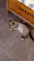 Zorrinho