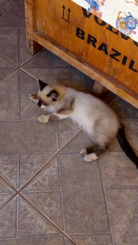 Gato ra a SRD idade 2 a 6 meses nome Zorrinho