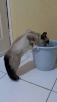 Zorrinho