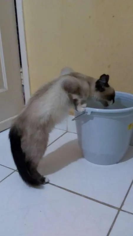 Gato ra a SRD idade 2 a 6 meses nome Zorrinho