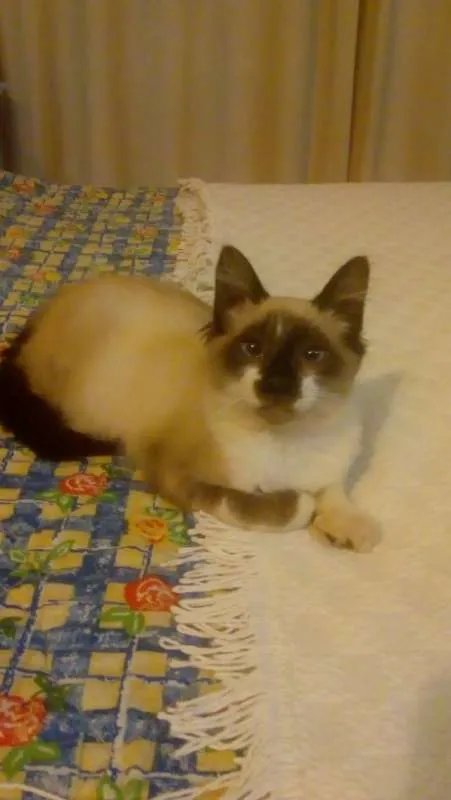 Gato ra a SRD idade 2 a 6 meses nome Zorrinho