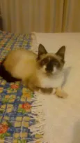 Zorrinho