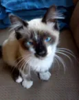 Zorrinho