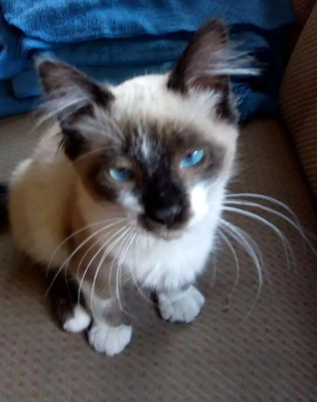Gato ra a SRD idade 2 a 6 meses nome Zorrinho