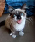 Zorrinho