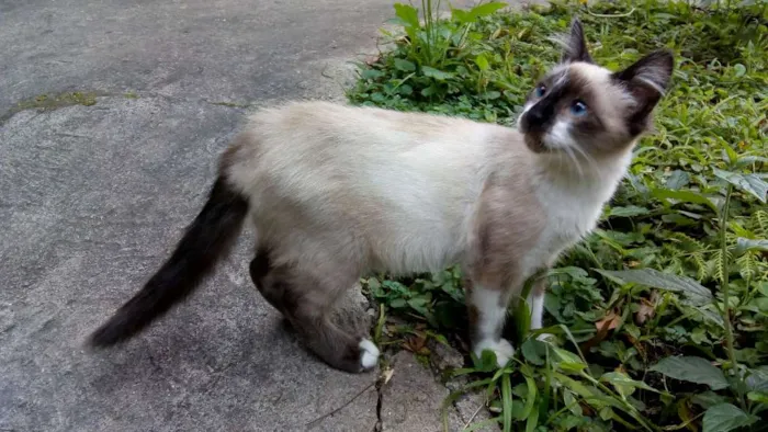 Gato ra a SRD idade 2 a 6 meses nome Zorrinho