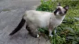 Zorrinho