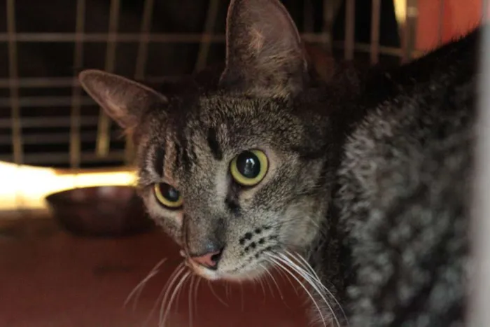 Gato ra a SRD idade 7 a 11 meses nome Geraldina