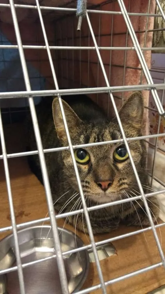 Gato ra a SRD idade 7 a 11 meses nome Geraldina