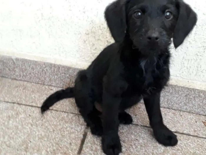 Cachorro ra a srd idade  nome Toia e Tatá