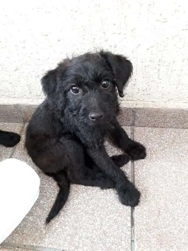 Cachorro ra a srd idade  nome Toia e Tatá