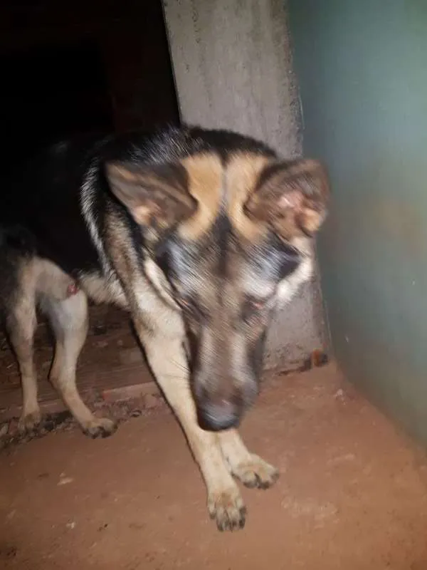 Cachorro raça Pastor Alemão idade 7 a 11 meses nome duque