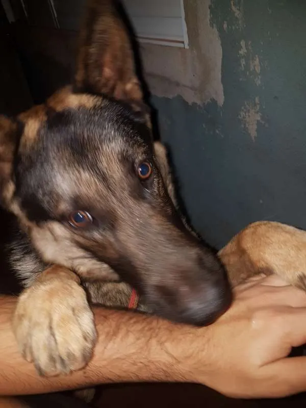 Cachorro raça Pastor Alemão idade 7 a 11 meses nome duque