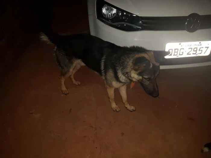 Cachorro raça Pastor Alemão idade 7 a 11 meses nome duque