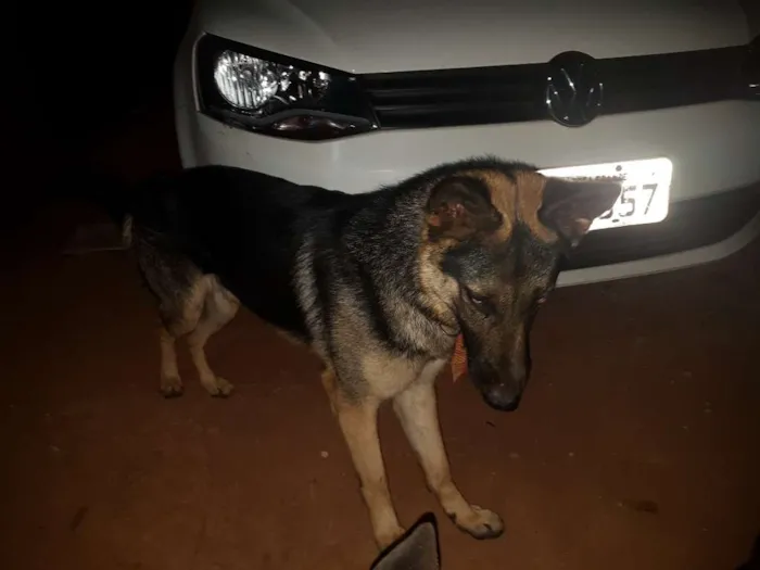 Cachorro raça Pastor Alemão idade 7 a 11 meses nome duque