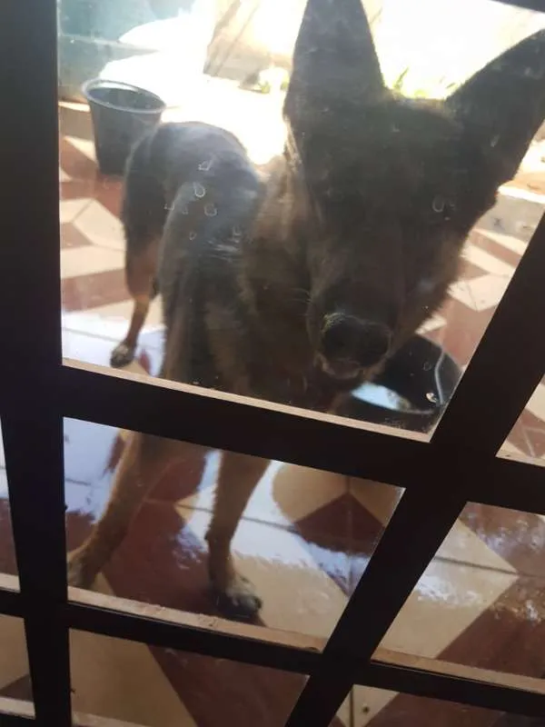 Cachorro raça Pastor Alemão idade 7 a 11 meses nome duque