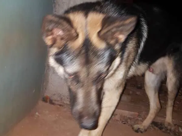 Cachorro raça Pastor Alemão idade 7 a 11 meses nome duque