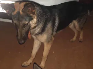 Cachorro raça Pastor Alemão idade 7 a 11 meses nome duque