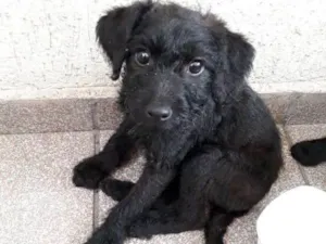 Cachorro raça srd idade  nome Toia e Tatá