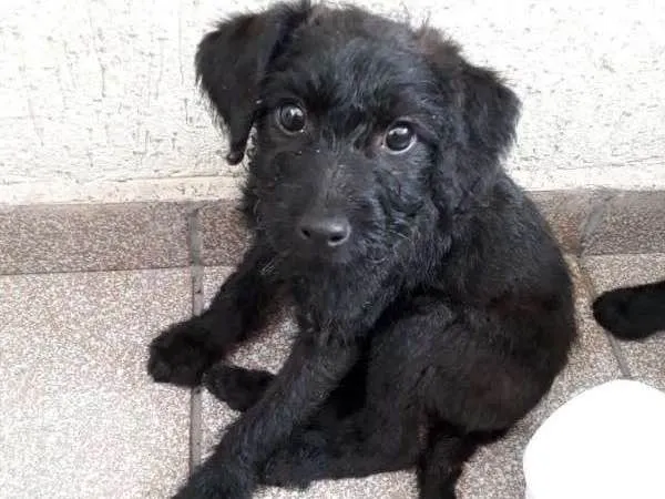 Cachorro ra a srd idade  nome Toia e Tatá