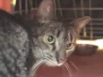 Geraldina