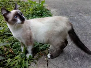 Gato raça SRD idade 2 a 6 meses nome Zorrinho
