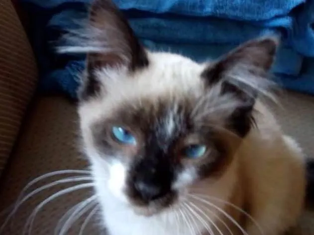 Gato ra a SRD idade 2 a 6 meses nome Zorrinho