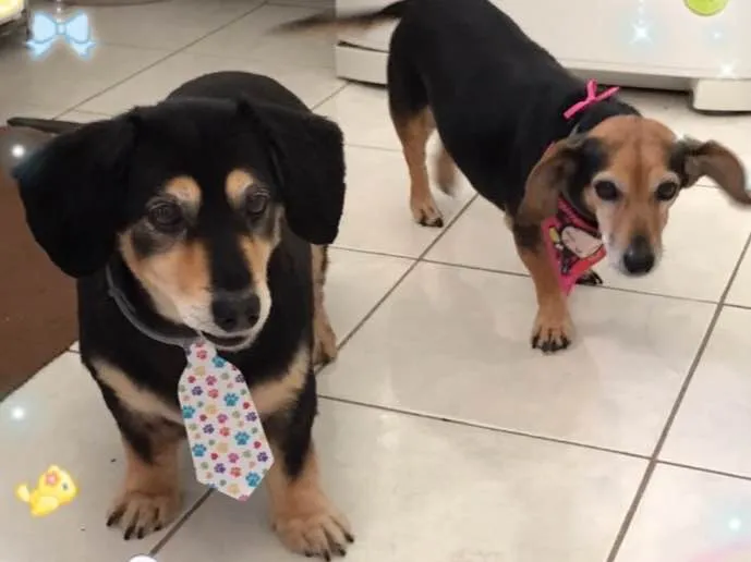 Cachorro ra a Teckel idade 6 ou mais anos nome Pan