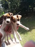 Branca e Dolly