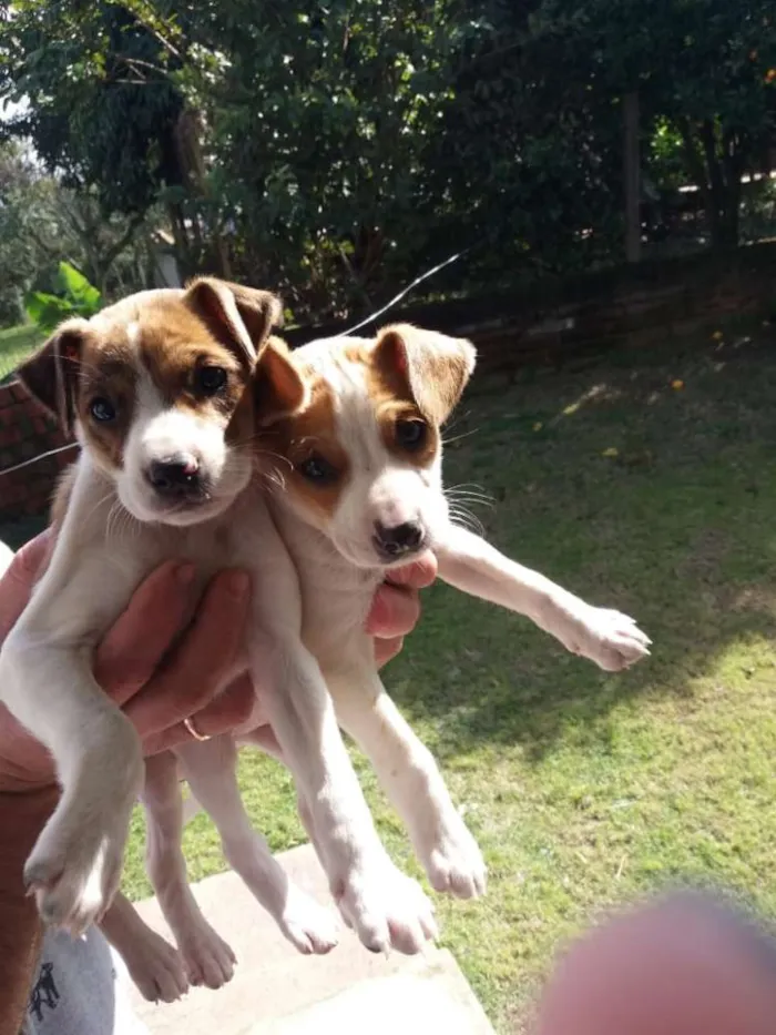 Cachorro raça Sem raça definida idade 2 a 6 meses nome Branca e Dolly