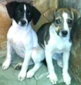 Nala ou Kiara