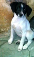 Nala ou Kiara 