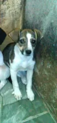 Nala ou Kiara 