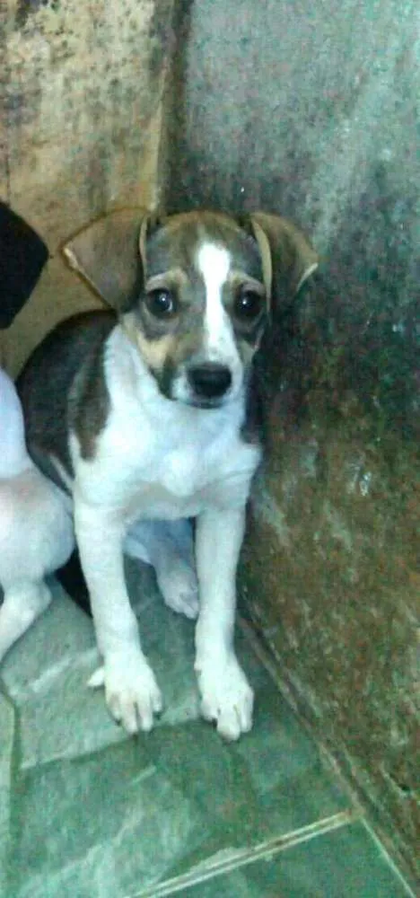 Cachorro ra a  idade 2 a 6 meses nome Nala ou Kiara 