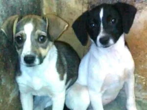 Cachorro raça  idade 2 a 6 meses nome Nala ou Kiara 