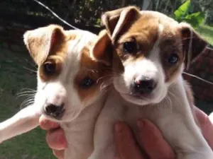 Cachorro raça Sem raça definida idade 2 a 6 meses nome Branca e Dolly