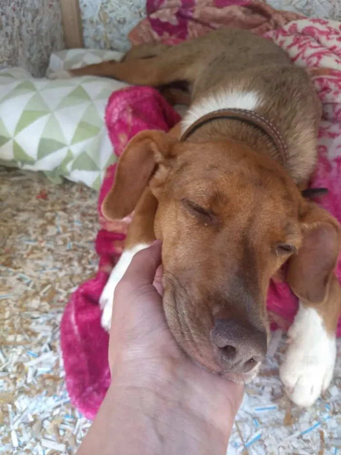 Cachorro ra a Vira Lata idade 2 a 6 meses nome Tiana