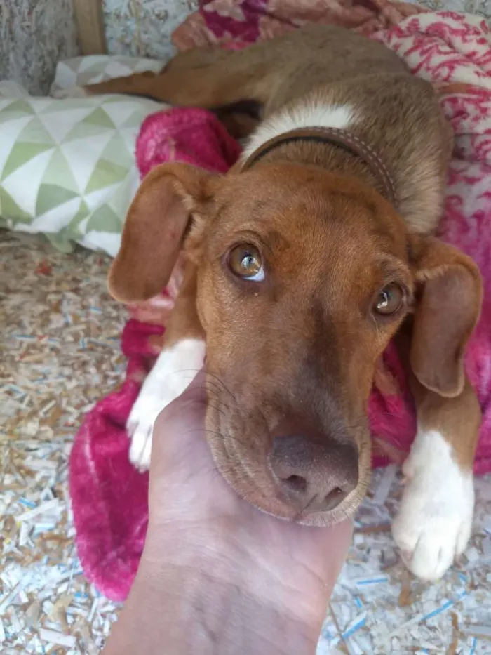 Cachorro ra a Vira Lata idade 2 a 6 meses nome Tiana