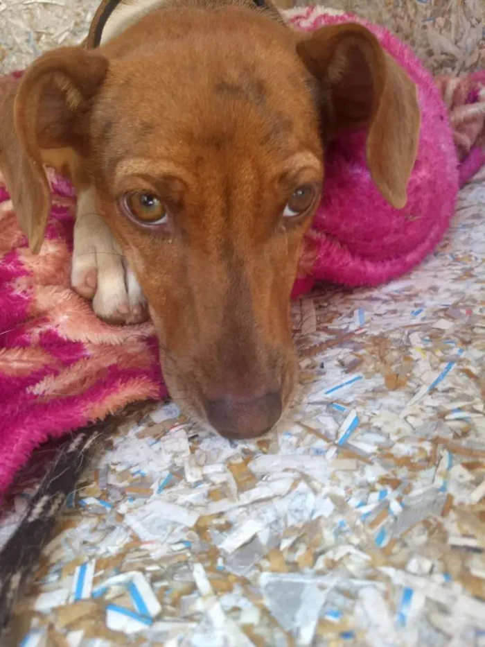Cachorro ra a Vira Lata idade 2 a 6 meses nome Tiana