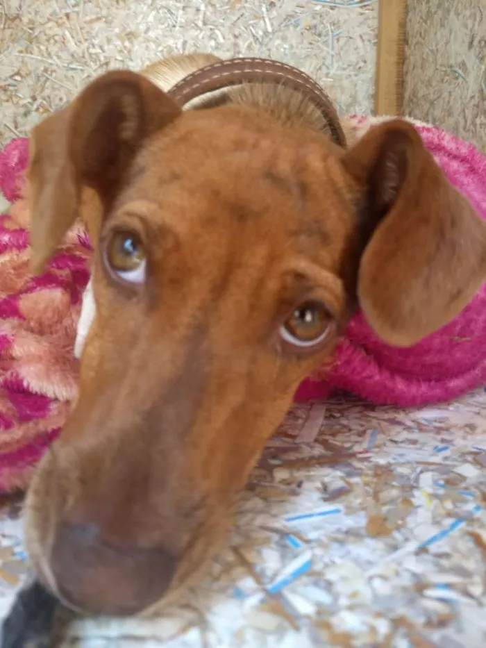 Cachorro ra a Vira Lata idade 2 a 6 meses nome Tiana