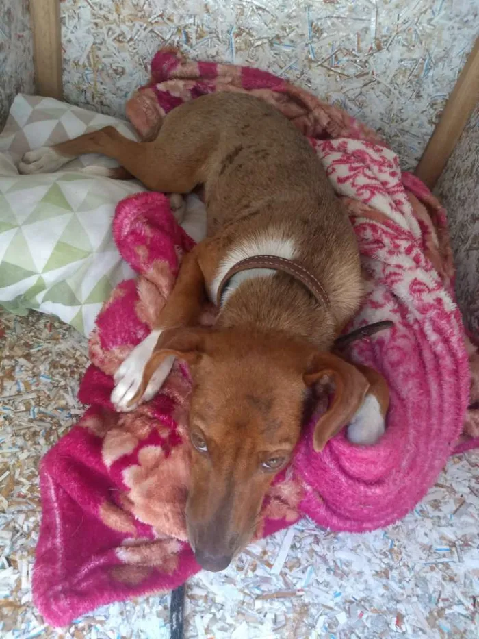 Cachorro ra a Vira Lata idade 2 a 6 meses nome Tiana