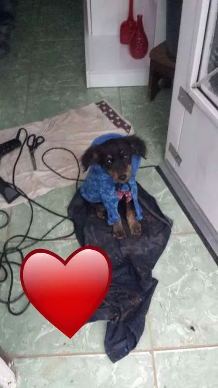 Cachorro ra a SRD idade 2 a 6 meses nome Shuri
