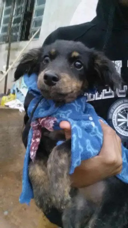 Cachorro ra a SRD idade 2 a 6 meses nome Shuri