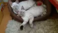 Maya e Dora