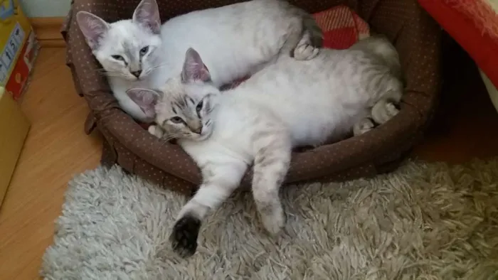 Gato ra a SRD idade 2 a 6 meses nome Maya e Dora