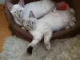 Maya e Dora