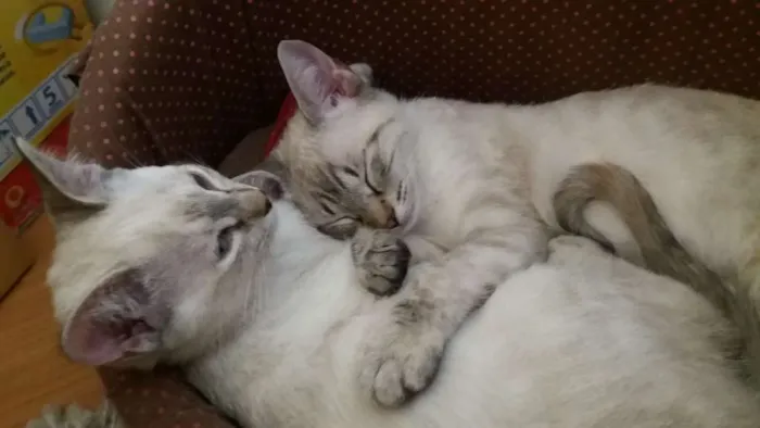 Gato ra a SRD idade 2 a 6 meses nome Maya e Dora